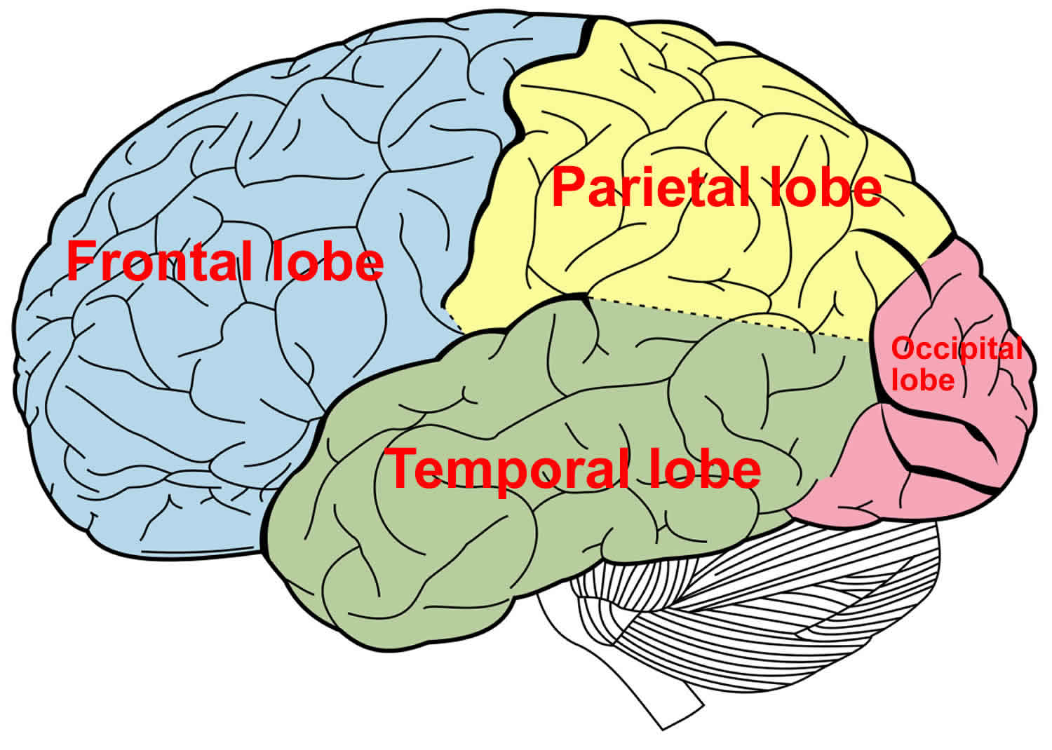 Diagram of the human brain highlighting the temporal lobe